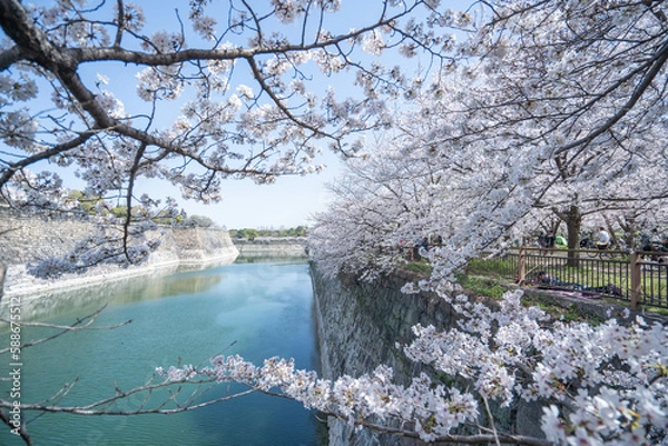 Obraz cherry blossom tree