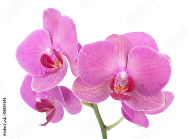 Obraz Pink orchid flowers