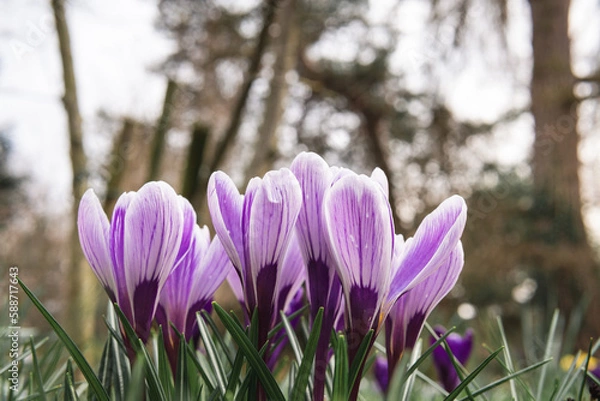 Obraz spring crocus flowers from below at easter