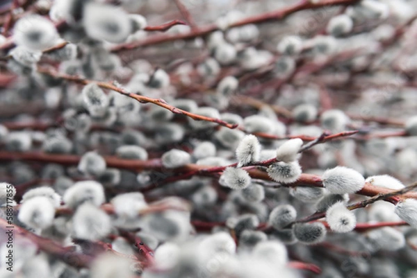 Obraz willow catkin in Spring