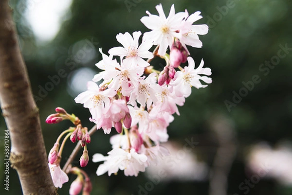 Obraz cherry blossom in spring