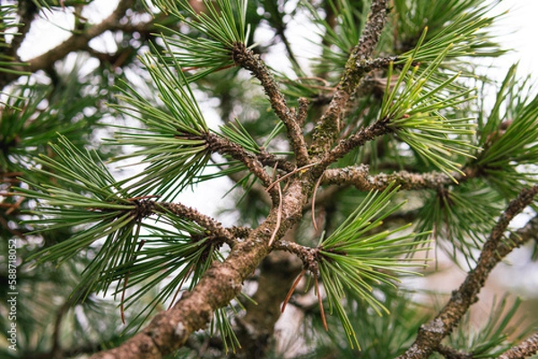 Obraz detailed pine tree branch
