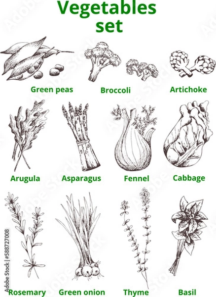 Fototapeta Hand drawn vector vegetables and herbs set. EPS vintage sketch.Contour silhouette on transparent background.Arugula,onion,fennel,basil,cabbage,broccoli,rosemary,asparagus, artichoke, green peas,thyme