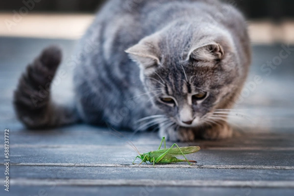 Obraz The cat examines, plays with an insect, a grasshopper. The cat sits in front of the insect. Funny pets.