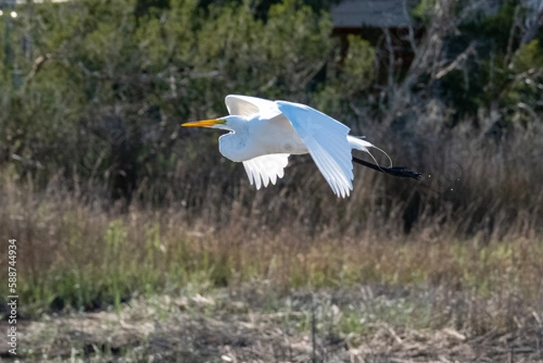 Obraz great blue heron