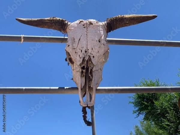 Obraz crâne de vache