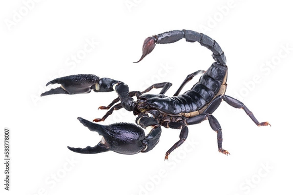Fototapeta Emperor Scorpion, Pandinus imperator isolated on transparent background with clipping path, single scorpion with clipping path and alpha channel. foliage in summer for both printing and web pages. 