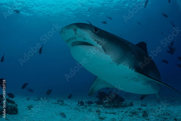 Obraz Tiger shark in the ocean