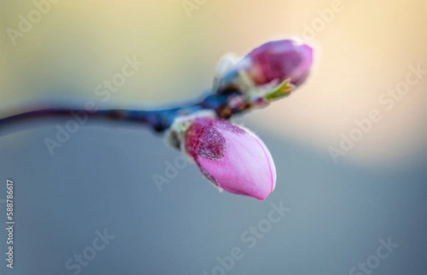 Fototapeta Peach blossom