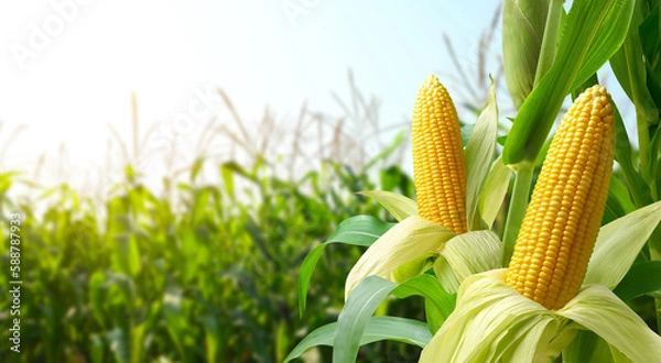 Obraz Corn cobs in corn plantation field.