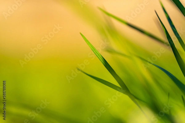 Fototapeta Spring and summer abstract nature background with grass and sun