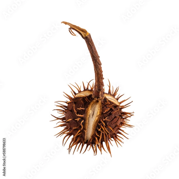 Obraz Chestnut fruit in a prickly peel with a twig isolated on a transparent background