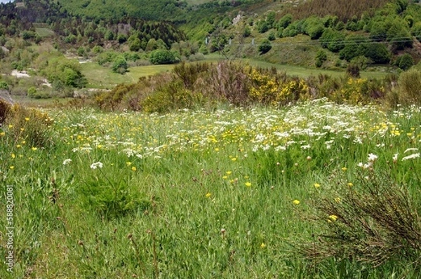 Obraz Fleurs et verdure