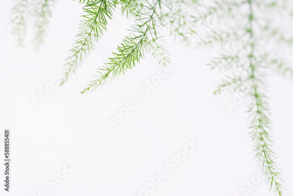 Obraz Asparagus plumosus leaves on white background. Green leaf of feather fern plant, macro shot. (Asparagus pinnate, asparagus setaceus,  Asparagus Sprengeri)