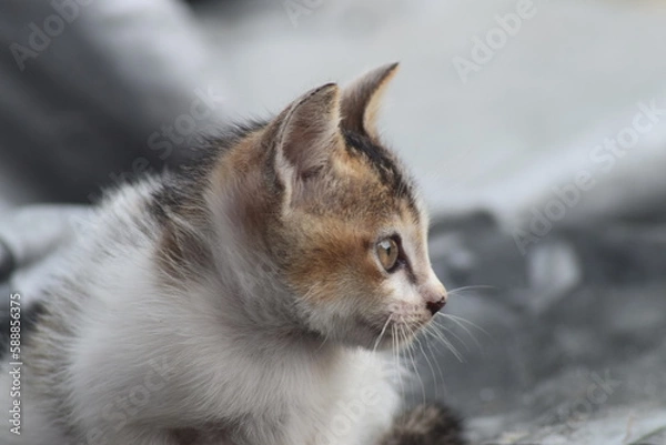 Fototapeta Cute Portrait of Very Tiny Kitten, There's No Comparable Cuteness