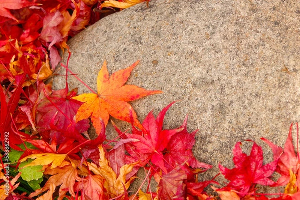 Fototapeta 石の上に落ちた美しい紅葉