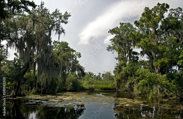 Obraz Bayou du sud des USA