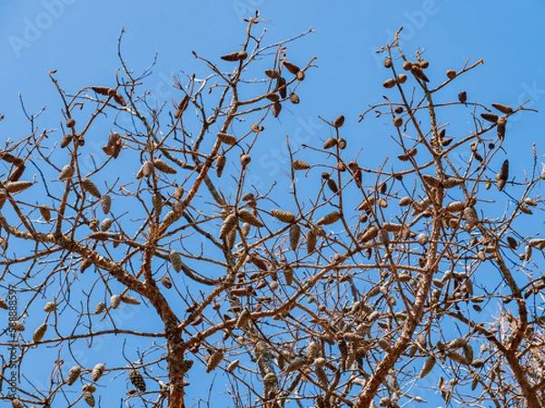Fototapeta Close up shot of many mature Knobcone pine in Beavers Bend State Park