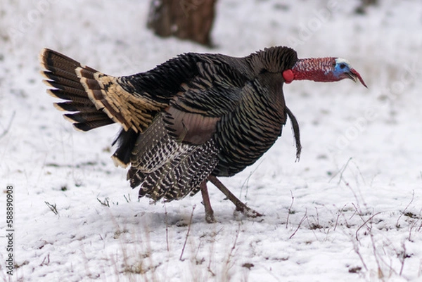 Obraz Wild turkey in the snow