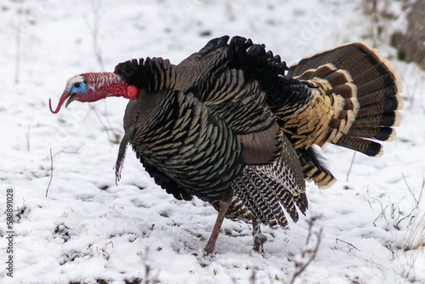 Obraz Wild turkey in the snow