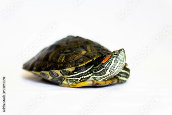 Obraz red eared slider