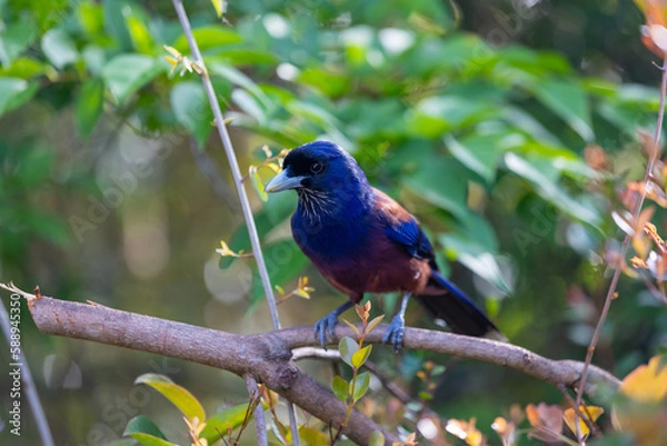 Obraz 奄美大島　ルリカケス