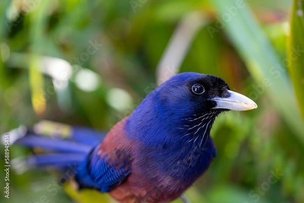 Obraz 奄美大島　ルリカケス