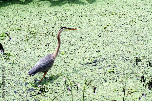 Obraz Grand héron dans un milieu humide de Floride.