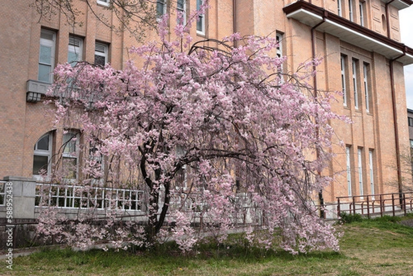 Fototapeta 京都　鴨川丸太町の枝垂れ桜