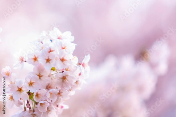 Obraz さくら満開風景