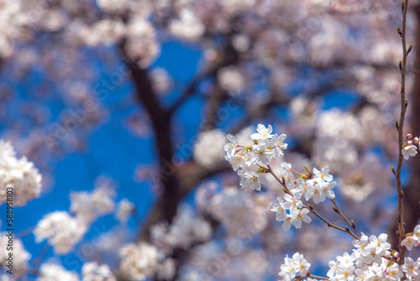 Obraz 桜咲く公園で