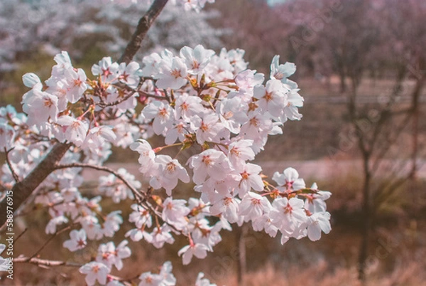 Obraz cherry blossom on spring