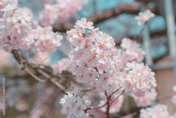 Obraz cherry blossom on spring