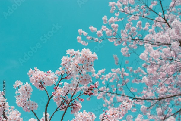 Obraz cherry blossom on spring