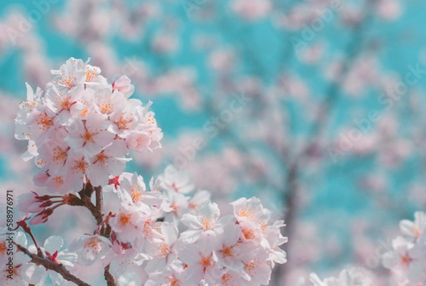 Obraz cherry blossom on spring