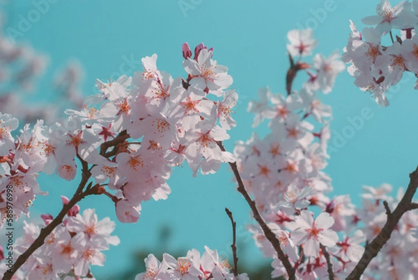 Obraz cherry blossom on spring