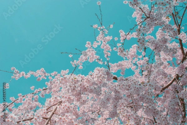 Obraz cherry blossom on spring