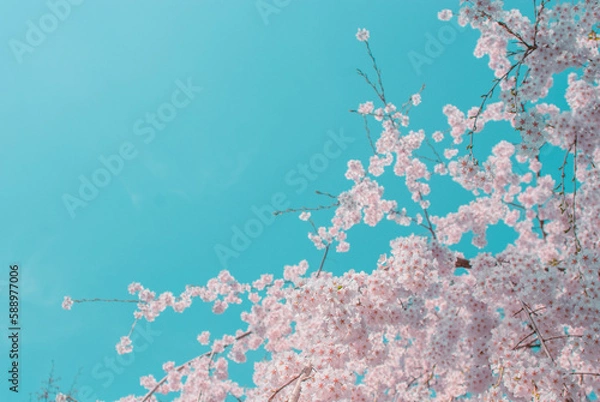 Obraz cherry blossom on spring