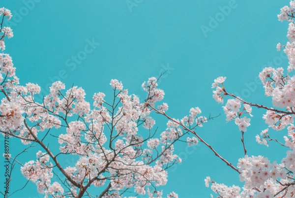 Obraz cherry blossom on spring