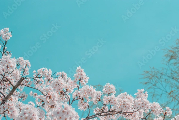 Obraz cherry blossom on spring