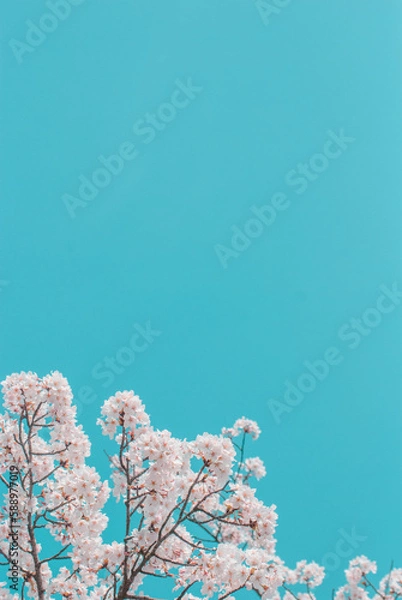 Obraz cherry blossom on spring