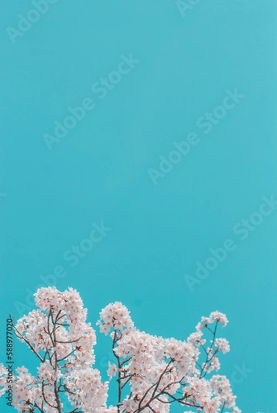 Obraz cherry blossom on spring