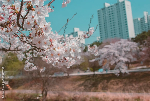 Obraz cherry blossom on spring