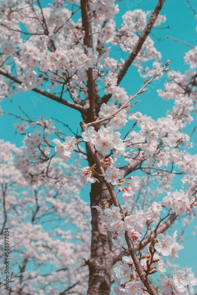 Obraz cherry blossom on spring