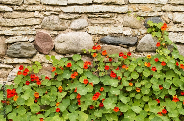 Fototapeta Blossoming nasturtiums against an ancient stone wall