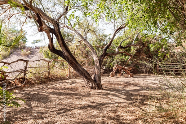 Fototapeta A large branchy dry tree on exposition at the Botanical Garden in Eilat city, southern Israel