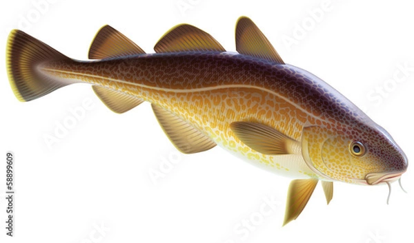 Fototapeta Atlantic cod