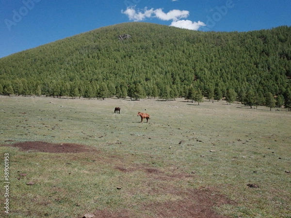 Obraz Mongolia
