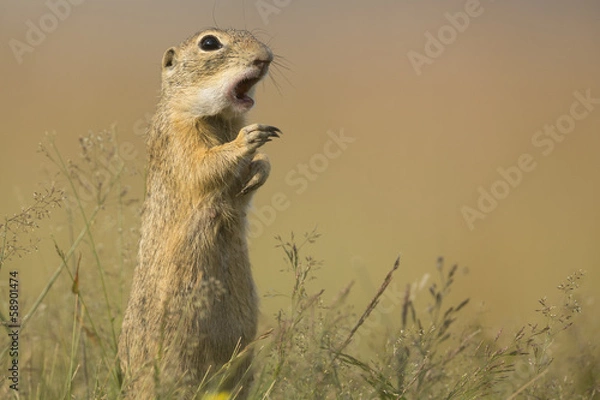 Obraz European ground squirrel