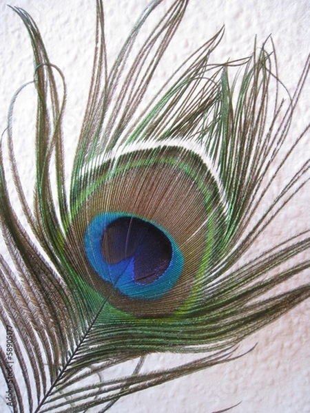 Obraz Pfaufeder mit blau irisierenden Auge